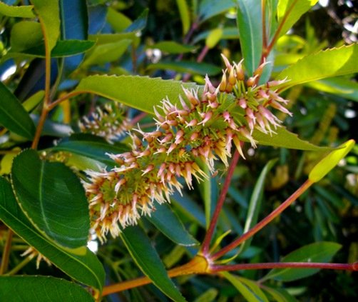 Cunonia capensis fruits forming