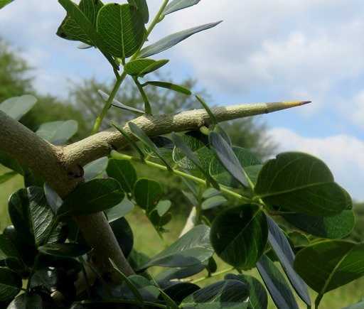 Dalbergia melanoxylon dwarf shoot