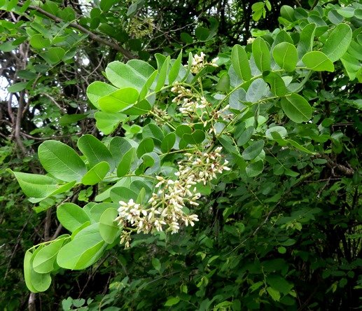 Dalbergia melanoxylon inflorescence