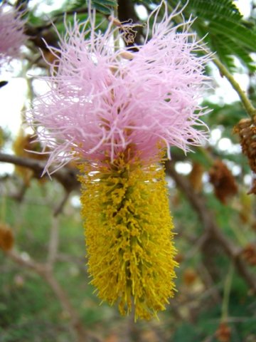 Dichrostachys cinerea flower spike