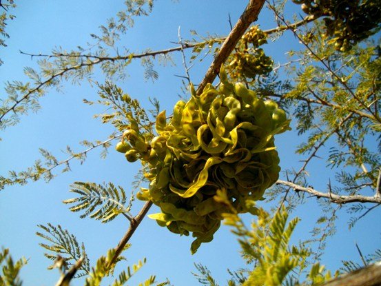 Dichrostachys cinerea fruit pods 
