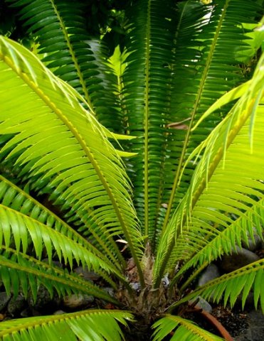 Dioon spinulosum