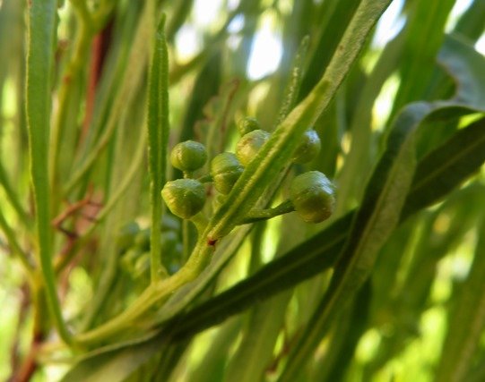 Dodonaea viscosa var. angustifolia buds