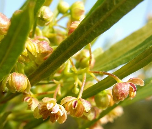 Dodonaea viscosa var. angustifolia flowers