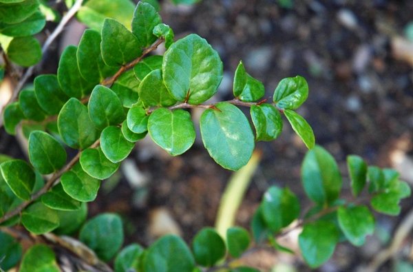 Dovyalis longispina leaves