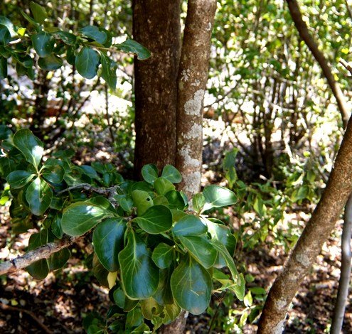 Dovyalis zeyheri leaves and stems