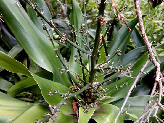Dracaena aletriformis few fruit remaining