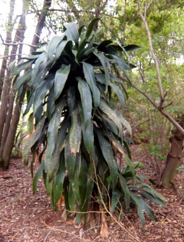 Dracaena aletriformis with belated branch