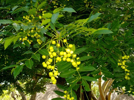 Ekebergia capensis, the northern variant 