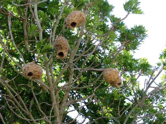 Ekebergia capensis housing Cape weavers
