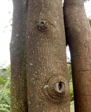 Elaeodendron croceum stem