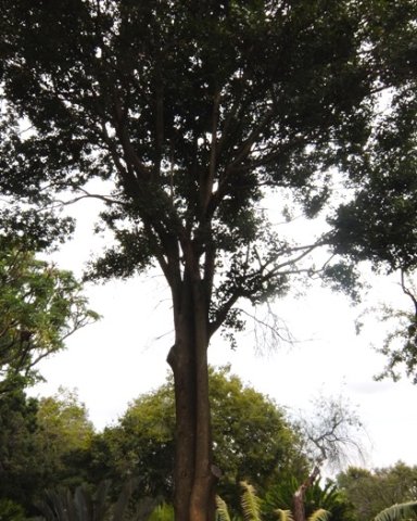 Elaeodendron croceum