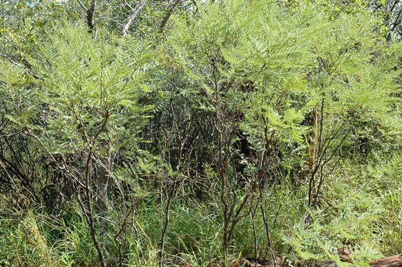 Elephantorrhiza burkei