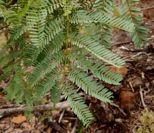 Elephantorrhiza burkei leaf