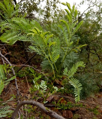 Elephantorrhiza burkei, its newest