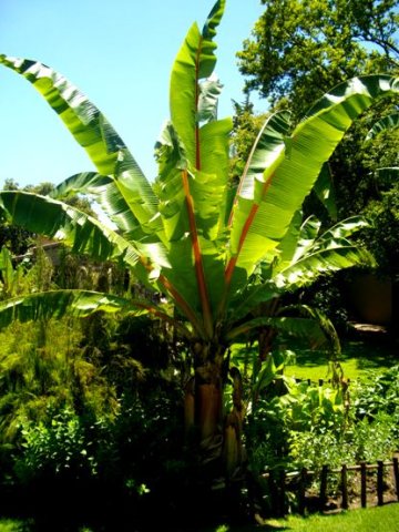 Ensete ventricosum