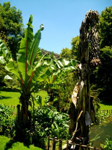 Ensete ventricosum flowers
