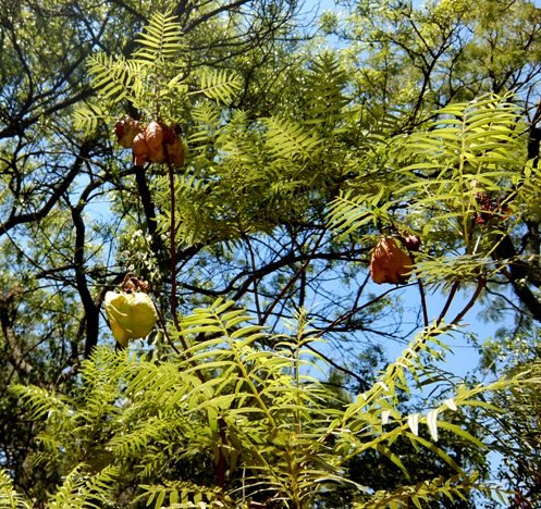 Erythrophysa transvaalensis