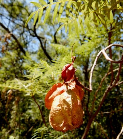Erythrophysa transvaalensis fruit