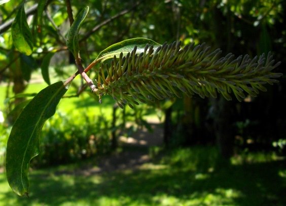 Faurea galpinii spike of buds
