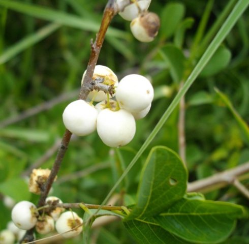 Flueggea virosa subsp. virosa ripe fruit