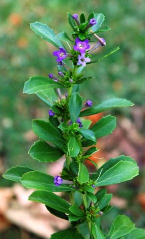 Freylinia tropica