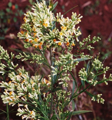 Freylinia lanceolata