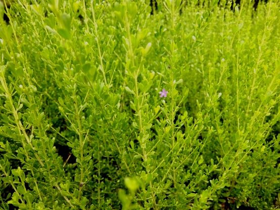 Freylinia tropica young stems