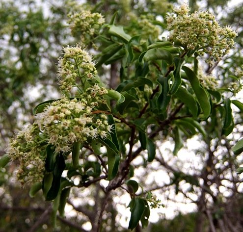 Galpinia transvaalica inflorescences