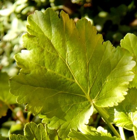 Greyia sutherlandii leaf
