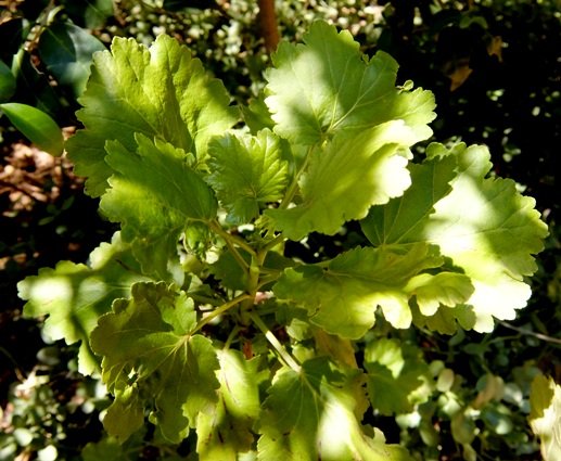 Greyia sutherlandii