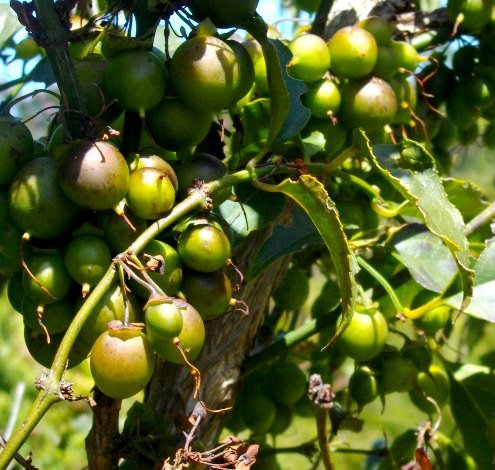 Halleria lucida fruit