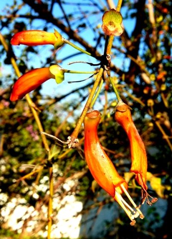 Halleria lucida flowers