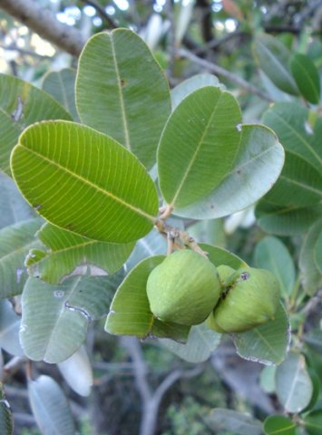 Heeria argentea leaves