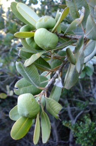 Heeria argentea funny fruit shapes