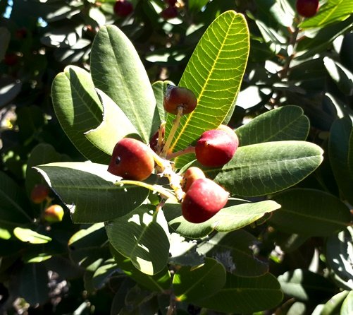 Heeria argentea red fruit