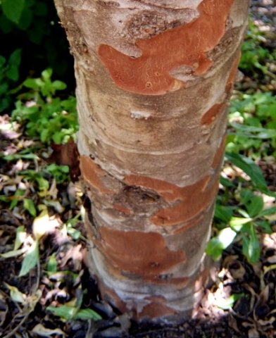 Heteropyxis canescens stem