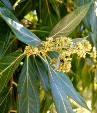 Heteropyxis canescens leaves and flowers