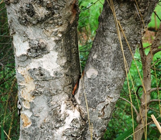 Heteropyxis natalensis bark