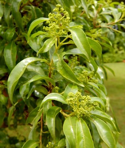 Heteropyxis natalensis leaves and buds