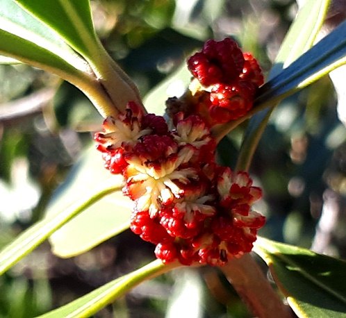 Hyaenanche globosa male flowers