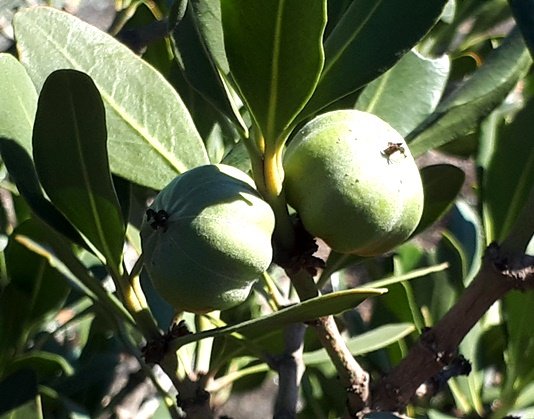 Hyaenanche globosa green fruit