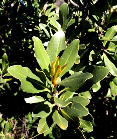 Hyaenanche globosa new leaves