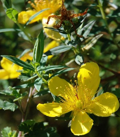 Hypericum revolutum