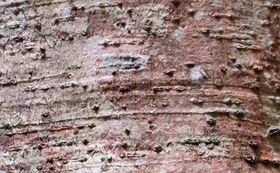 Ilex mitis var. mitis bark