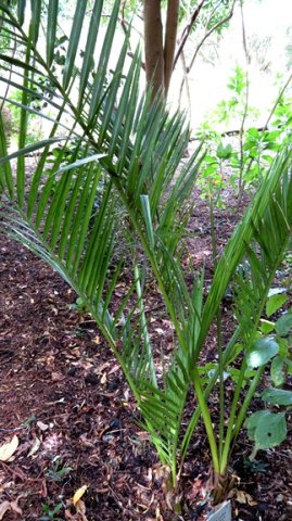 Jubaeopsis caffra