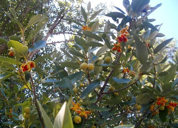 Kiggelaria africana reproduction time
