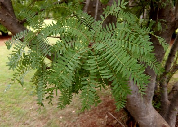 Kirkia wilmsii green leaves