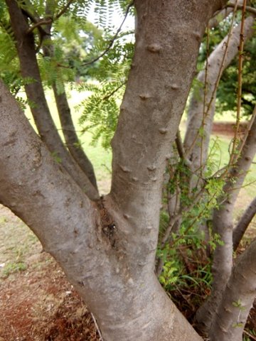 Kirkia wilmsii stem