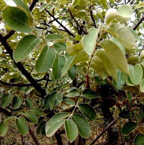 Lannea discolor, a darker leaf colour